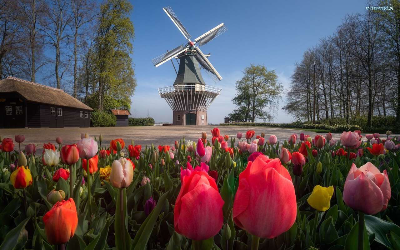 holandia- tulipany, wiatrak puzzle online