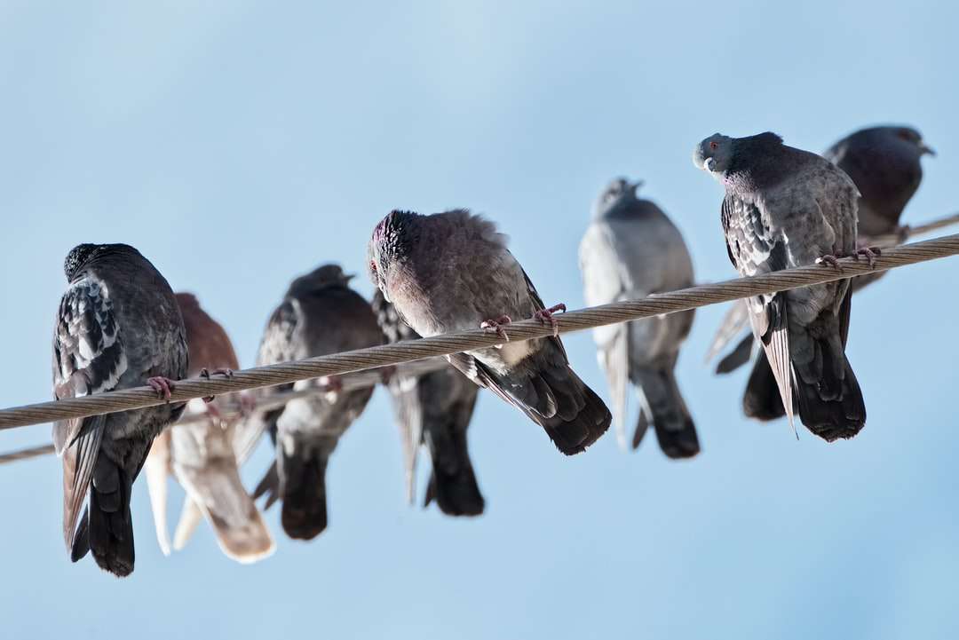 czarno-białe ptaki na brązowym drewnianym patyku w ciągu dnia puzzle online