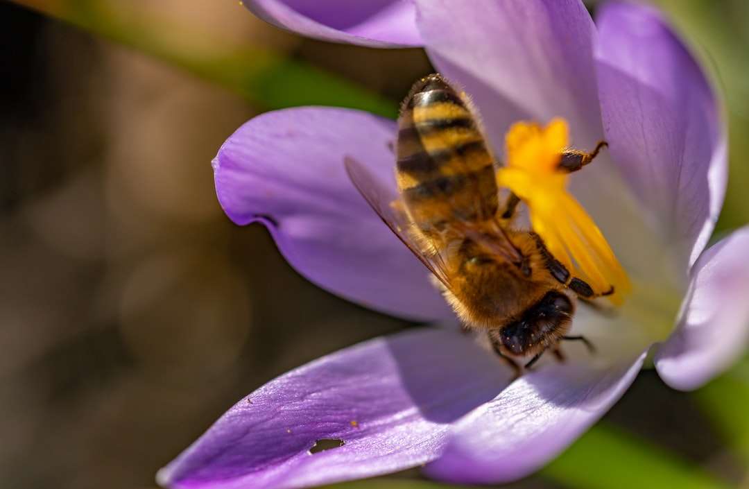 pszczoły miodnej siedzący na purpurowy kwiat w fotografii z bliska puzzle online