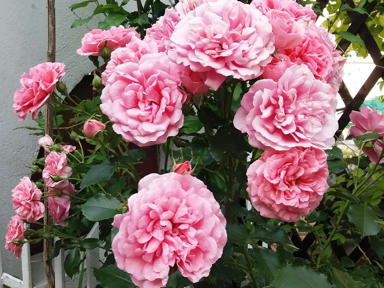 królowe róże zawsze piękne puzzle online