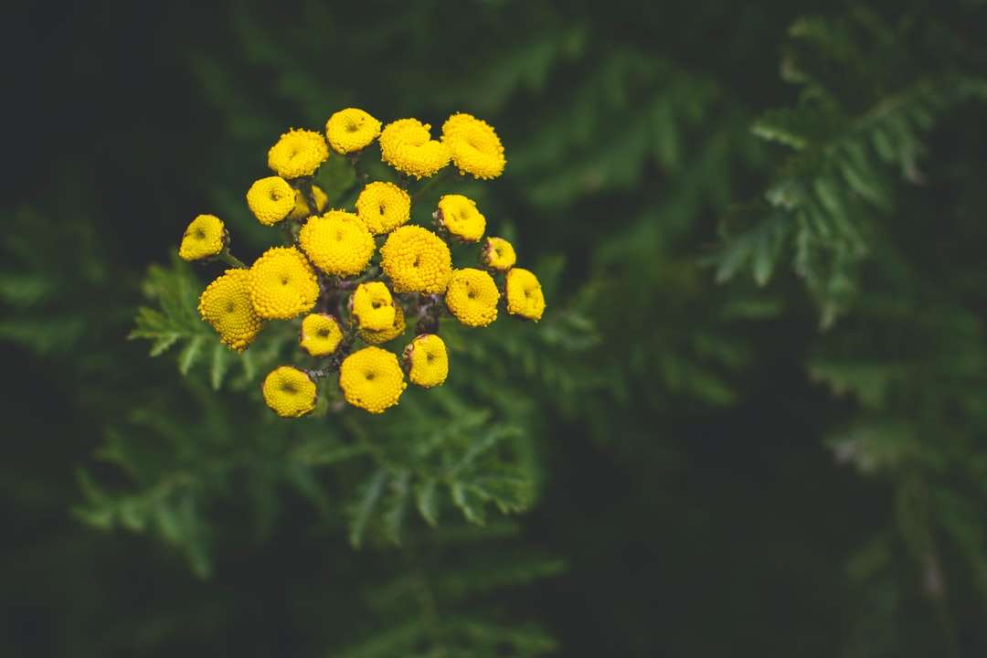 żółte kwiaty z zielonymi liśćmi puzzle online