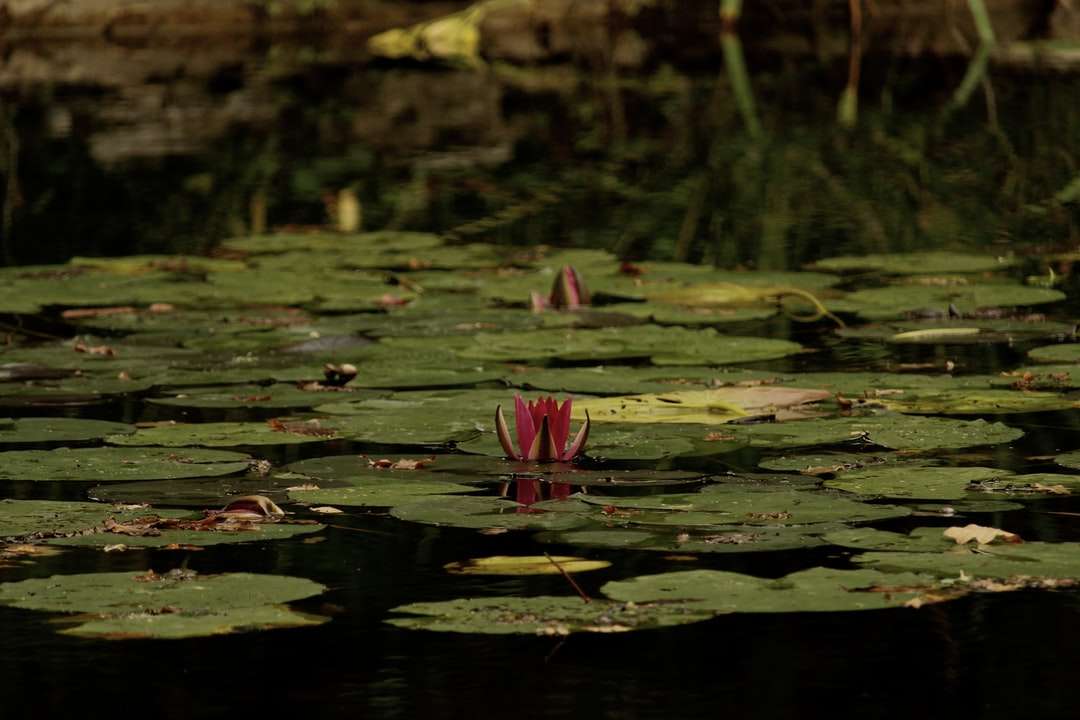 różowy kwiat lotosu na wodzie puzzle online