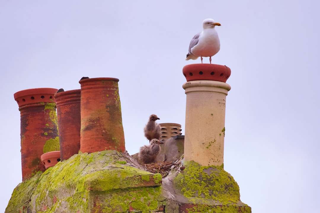 stado ptaków na szczycie brązowej betonowej wieży puzzle online