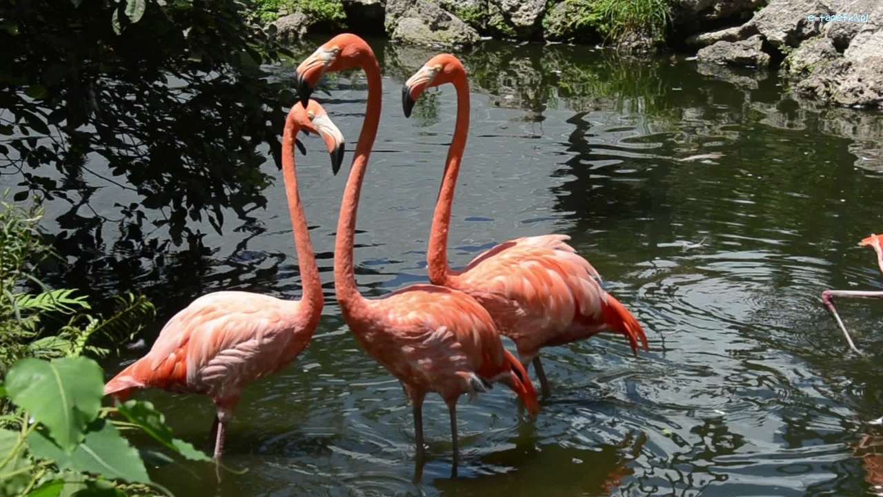 flamingi w wodzie puzzle online