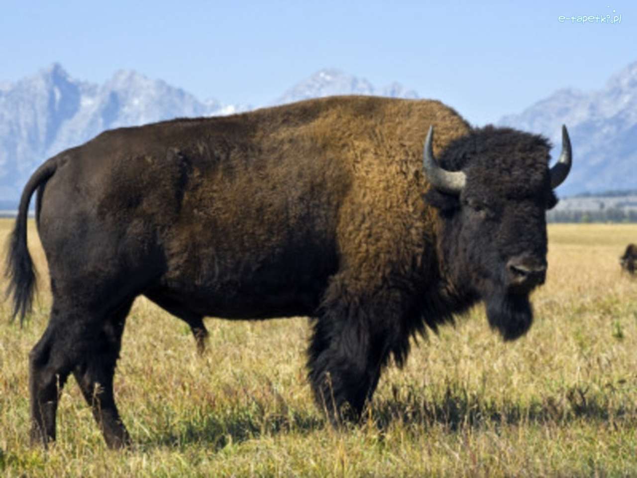 bizon w górach puzzle online