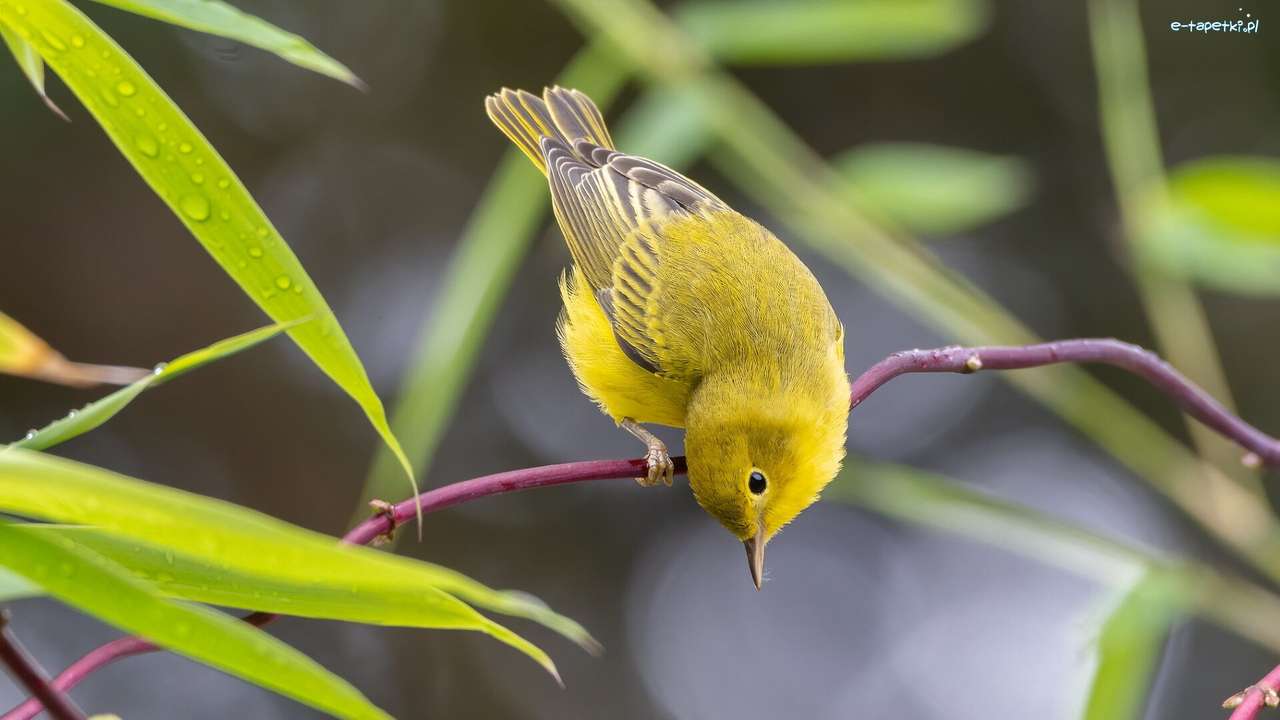 żółty ptaszek na gałęzi puzzle online