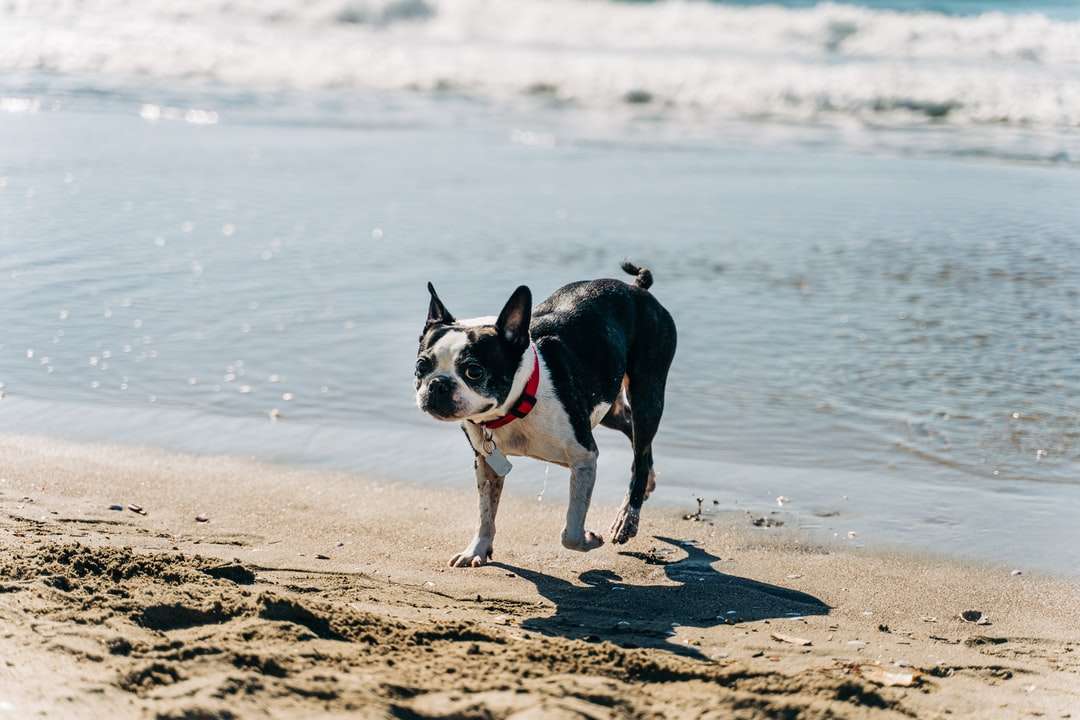 czarno-biały pies krótki płaszcz na plaży w ciągu dnia puzzle online