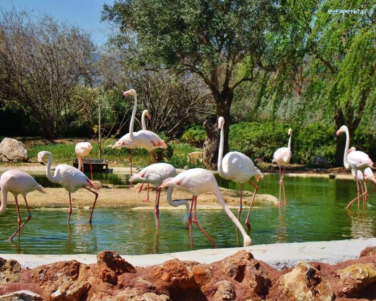 widoczek z flamingami puzzle online