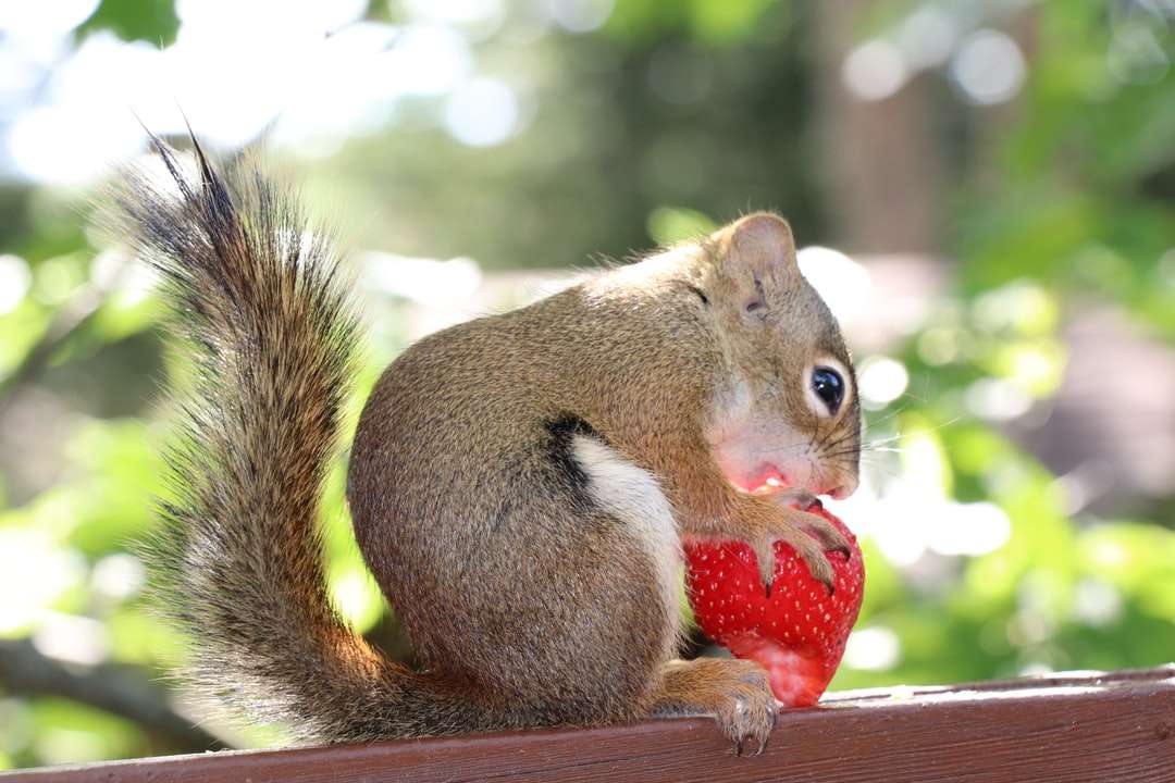 brązowa wiewiórka jedzenie czerwonej truskawki puzzle online