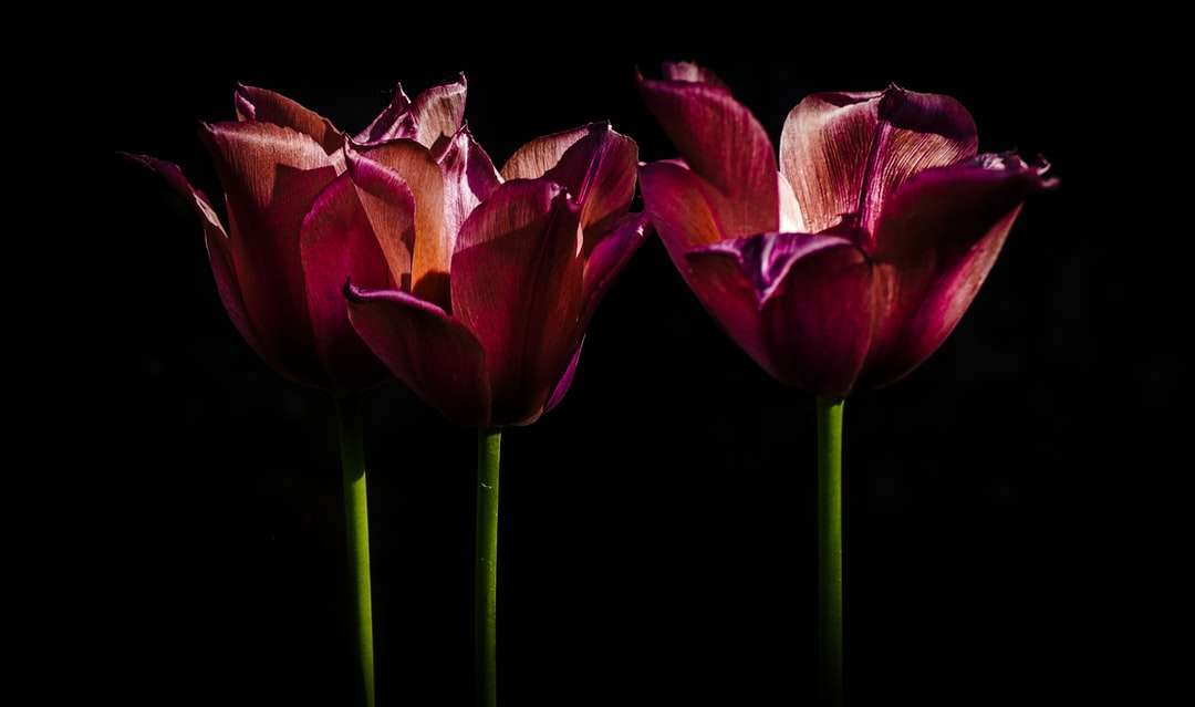 różowe tulipany w rozkwicie z bliska zdjęcie puzzle