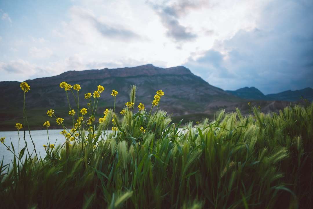 żółte kwiatowe pole w pobliżu zielonej góry pod białymi chmurami puzzle online
