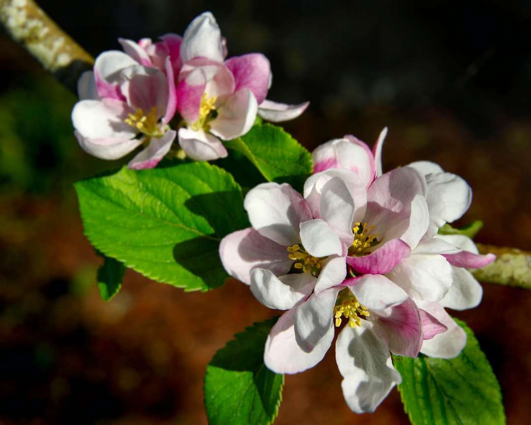 biały i różowy kwiat w soczewce z funkcją tilt shift puzzle online