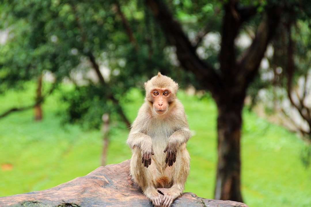brązowa małpa siedzi na brązowej skale w ciągu dnia puzzle online