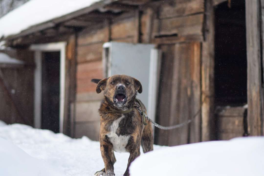 brązowy i biały pies krótkowłosy na ziemi pokrytej śniegiem puzzle online