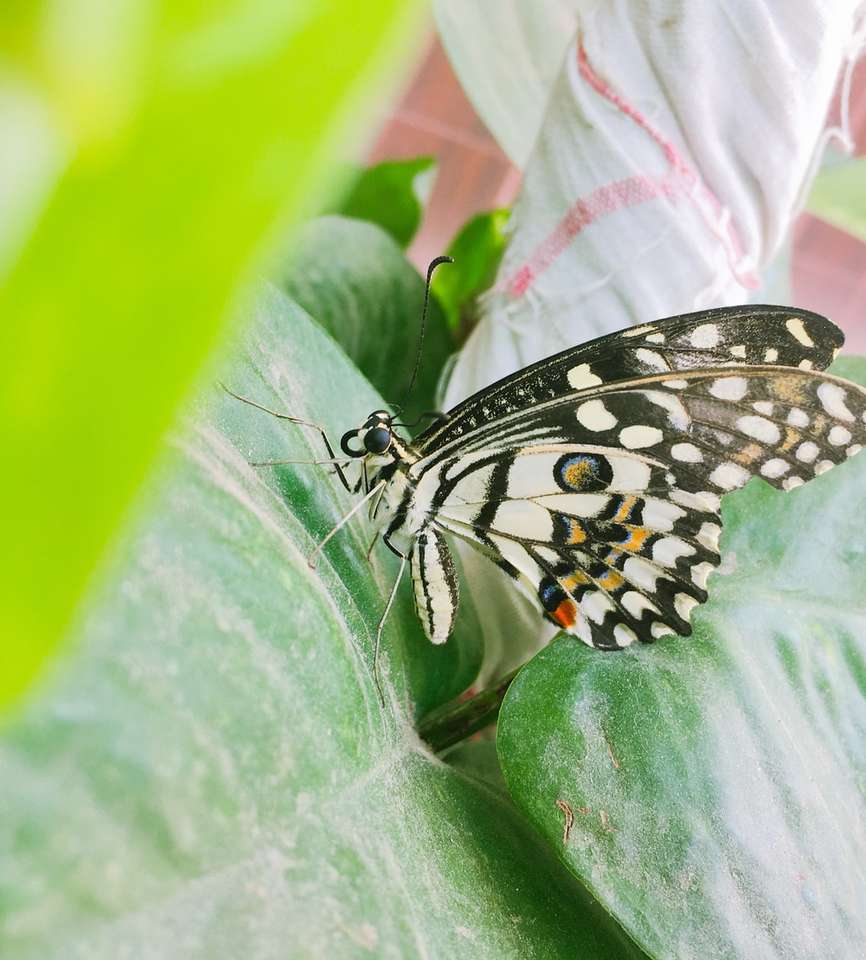 czarno-biały motyl na zielonym liściu puzzle online