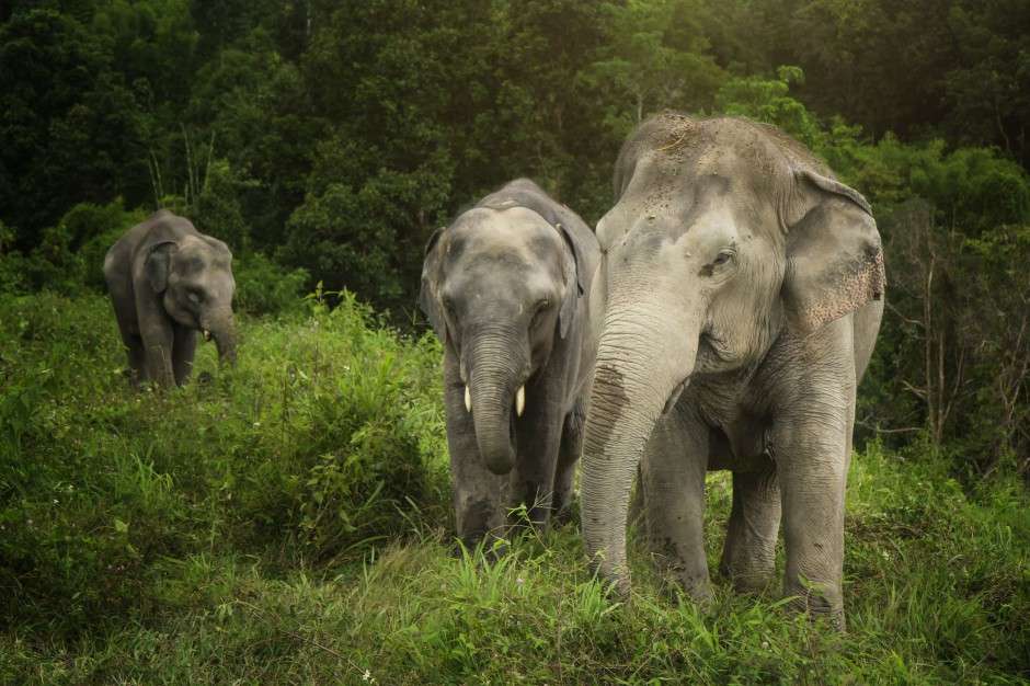 słonie w azji puzzle online
