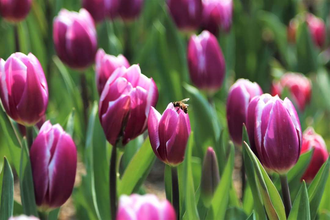różowe tulipany kwitną w ciągu dnia puzzle online