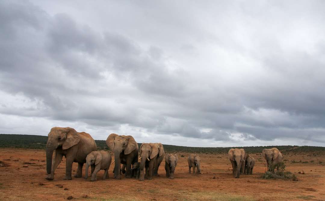 grupa słonia na brązowym polu pod białymi chmurami puzzle online