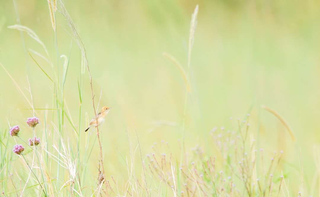 brązowy ptak na zielonej trawie w ciągu dnia puzzle online