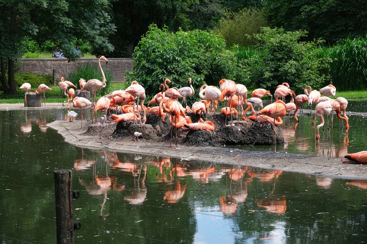 Flamingi w zoo DD puzzle online