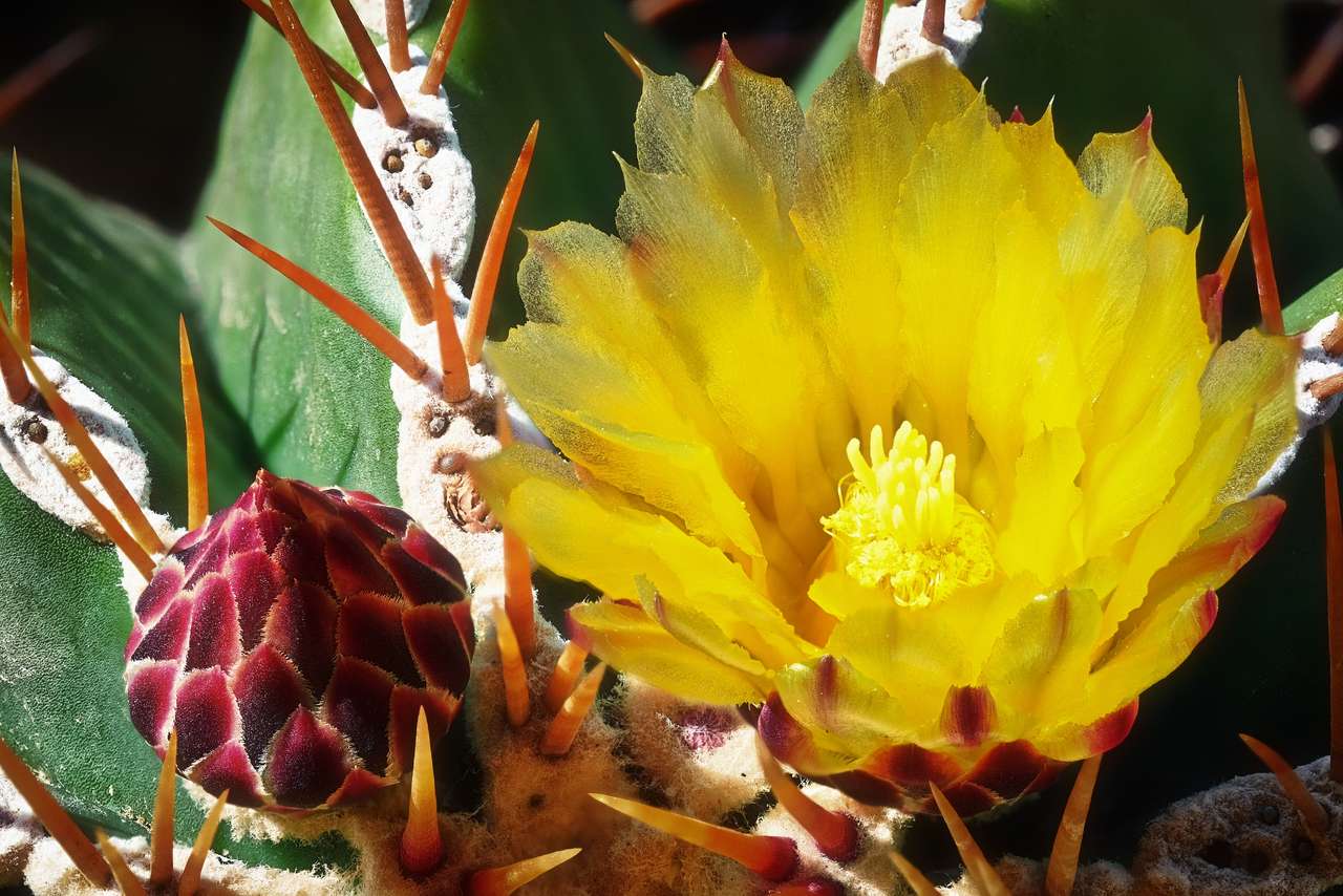 Kwiat kaktusa złotej kuli puzzle online