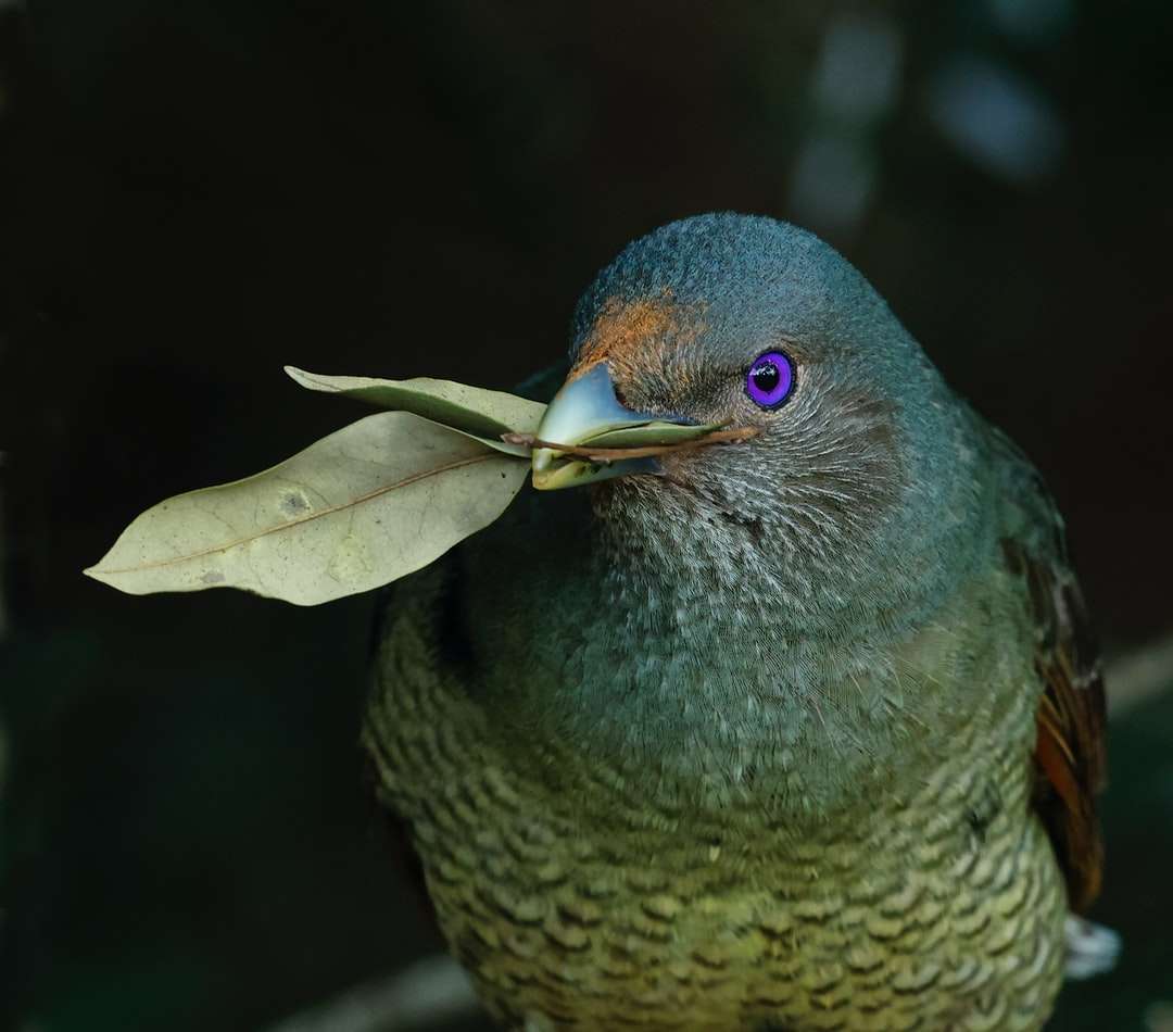 niebieski i brązowy ptak na zielonym liściu puzzle online
