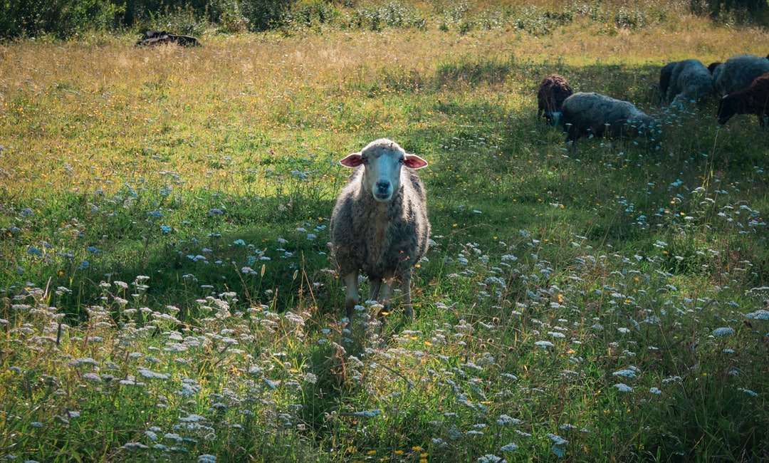 owce na polu zielonej trawie w ciągu dnia puzzle online
