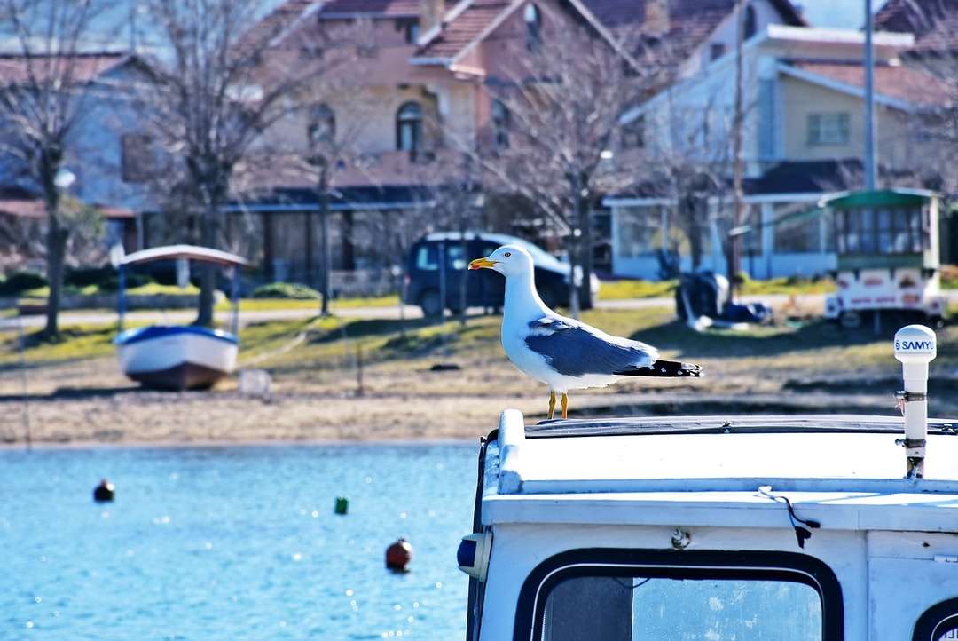 biały ptak na białym samochodzie w ciągu dnia puzzle online