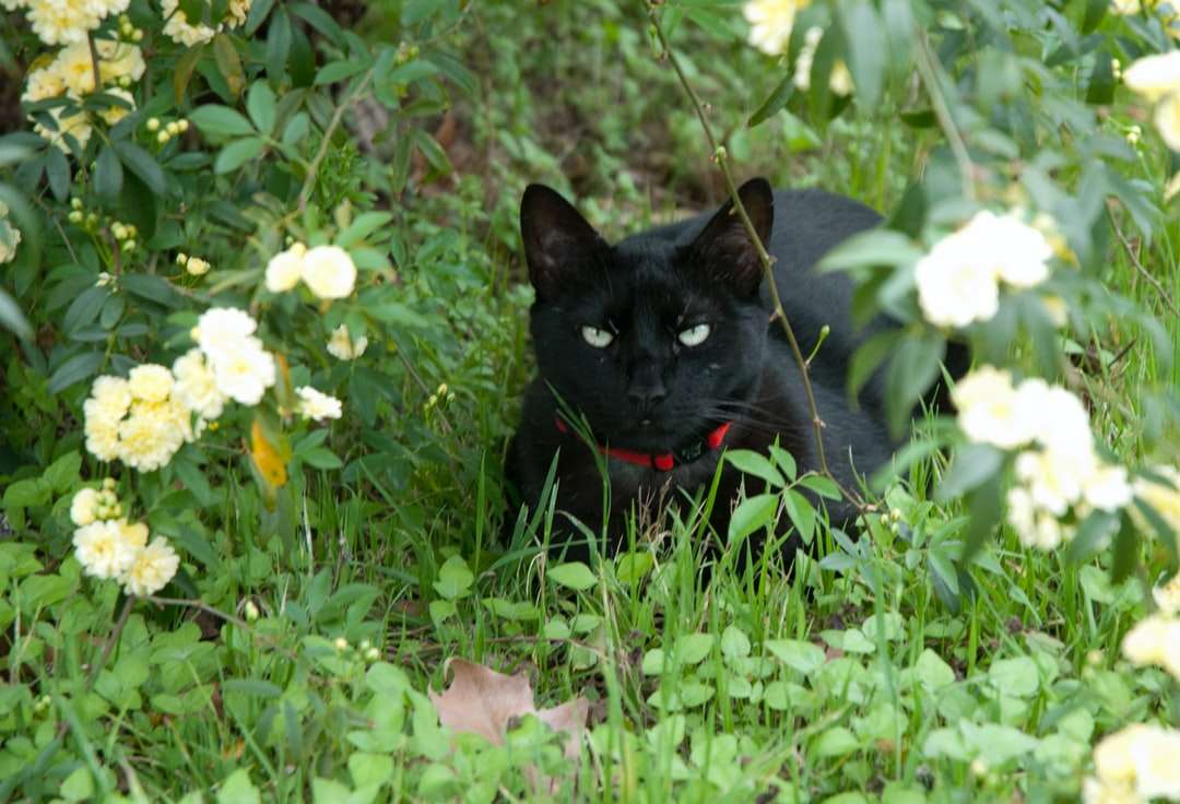 czarny kot na zielonym polu trawy w ciągu dnia puzzle online