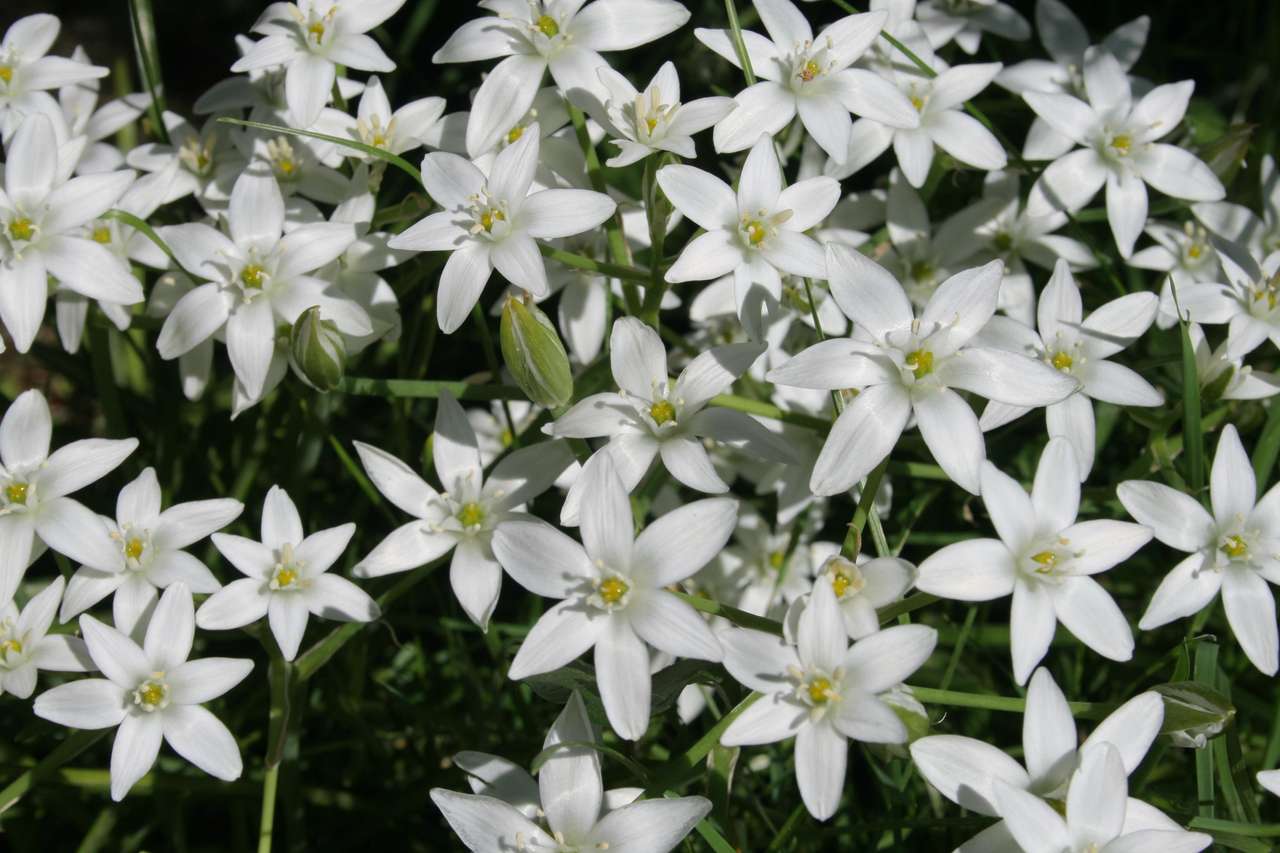 Białe kwiatuszki puzzle online