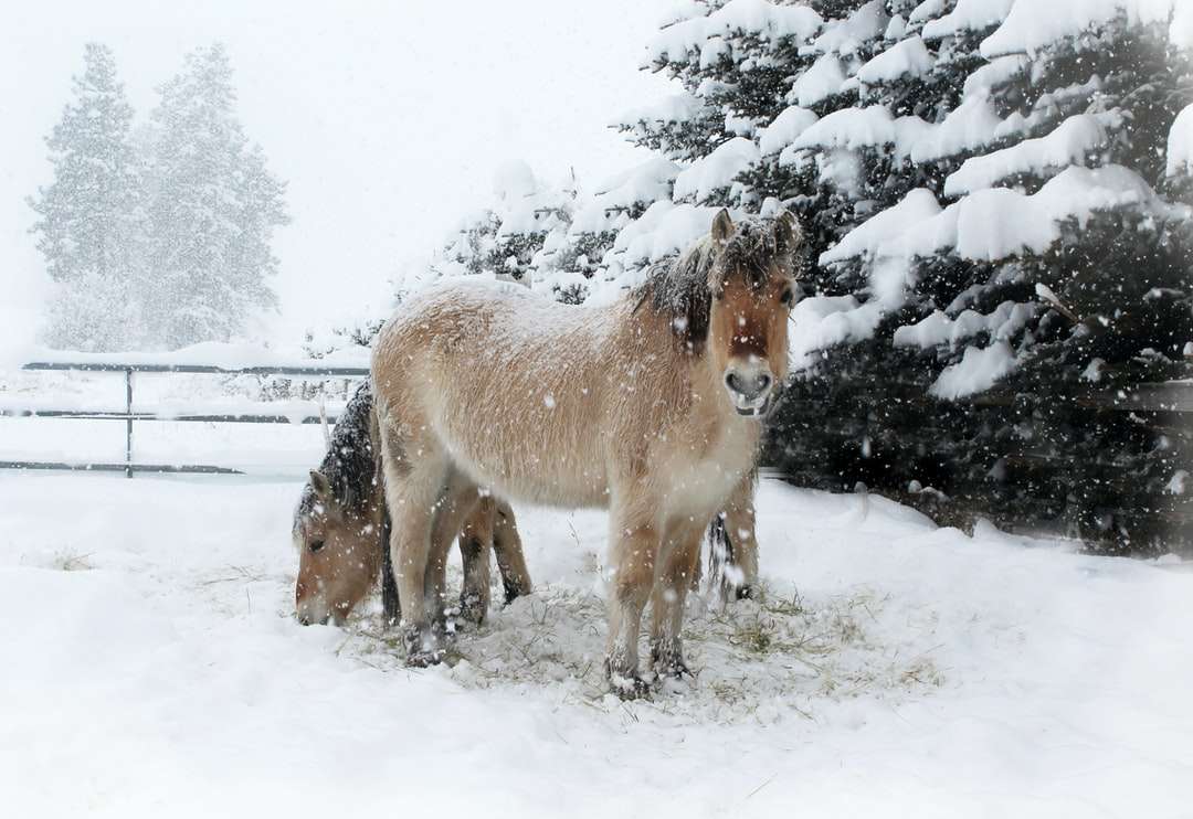 biały i brązowy koń na ziemi pokrytej śniegiem w ciągu dnia puzzle online