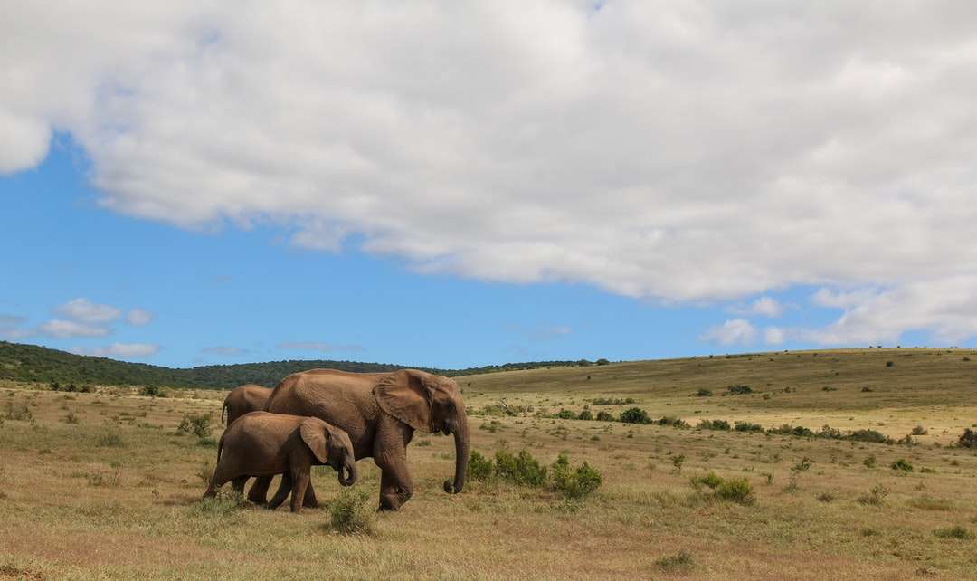 brązowy słoń na zielonym polu trawy puzzle online