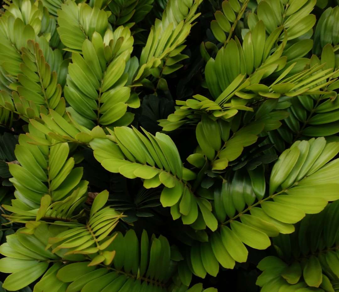 zielone liście w fotografii z bliska puzzle online