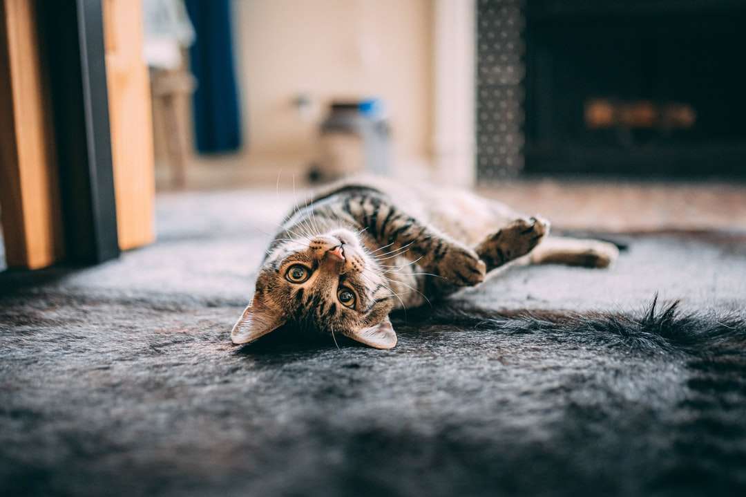 brązowy pręgowany kot leżący na szarym materiale puzzle online