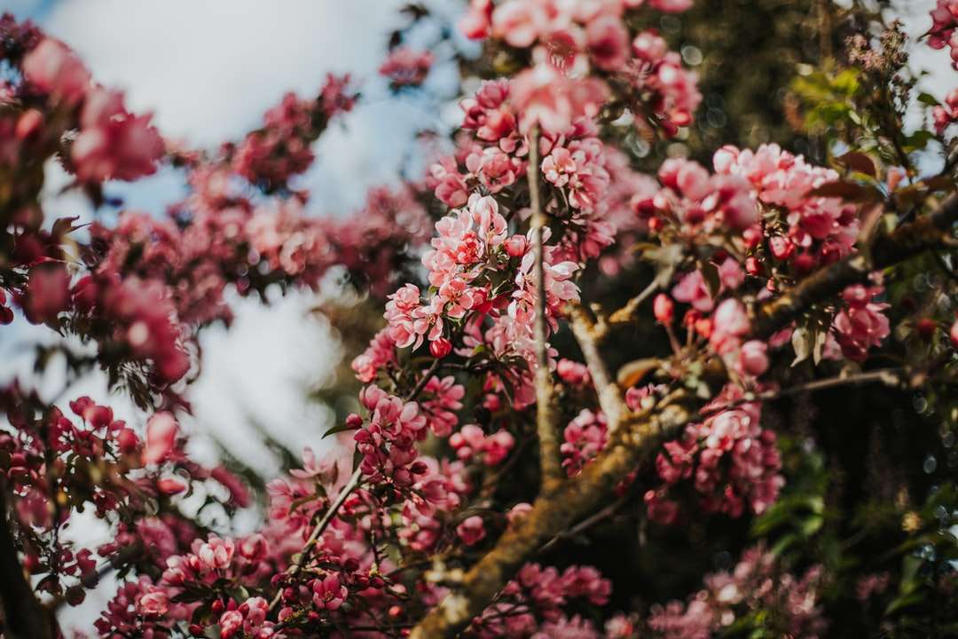 różowe kwiaty na brązowej gałęzi drzewa puzzle online