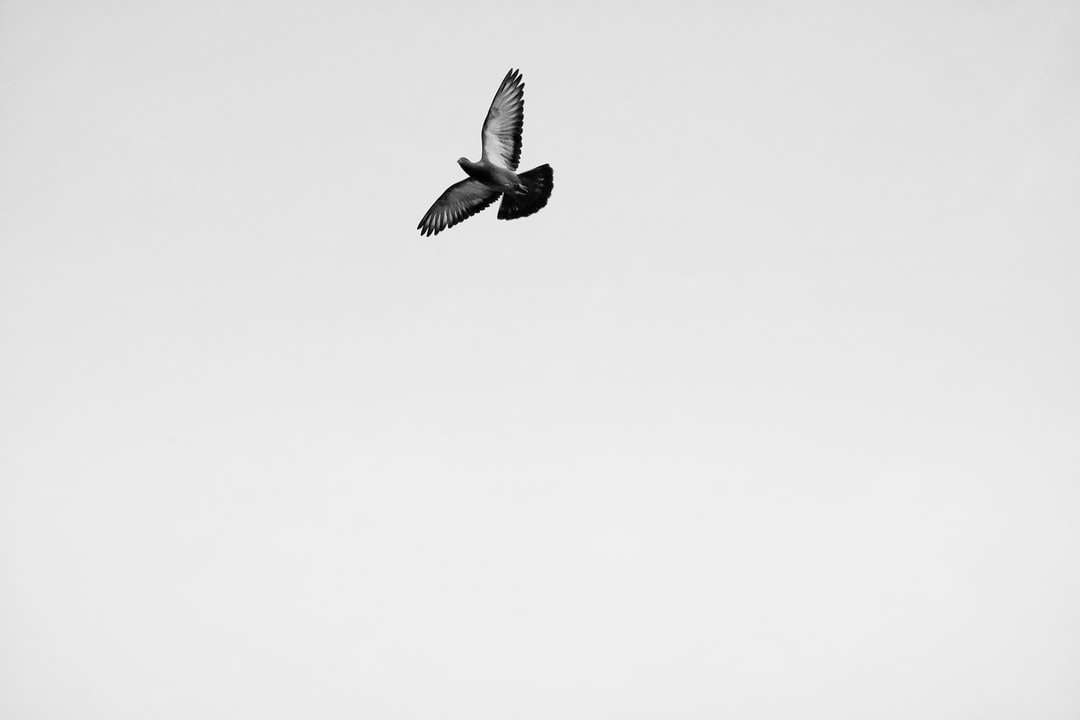 czarno-biały ptak latający puzzle online