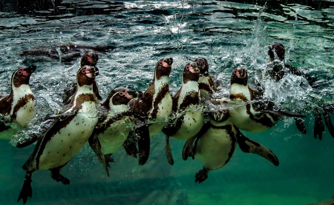 2 pingwiny w wodzie w ciągu dnia puzzle online
