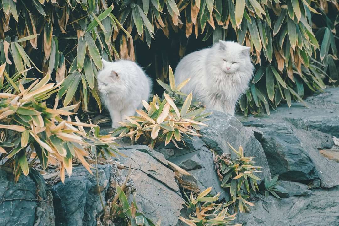 biały długi futrzany kot na szarej skale puzzle online