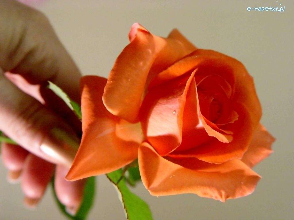 pomarańczowa róża puzzle online