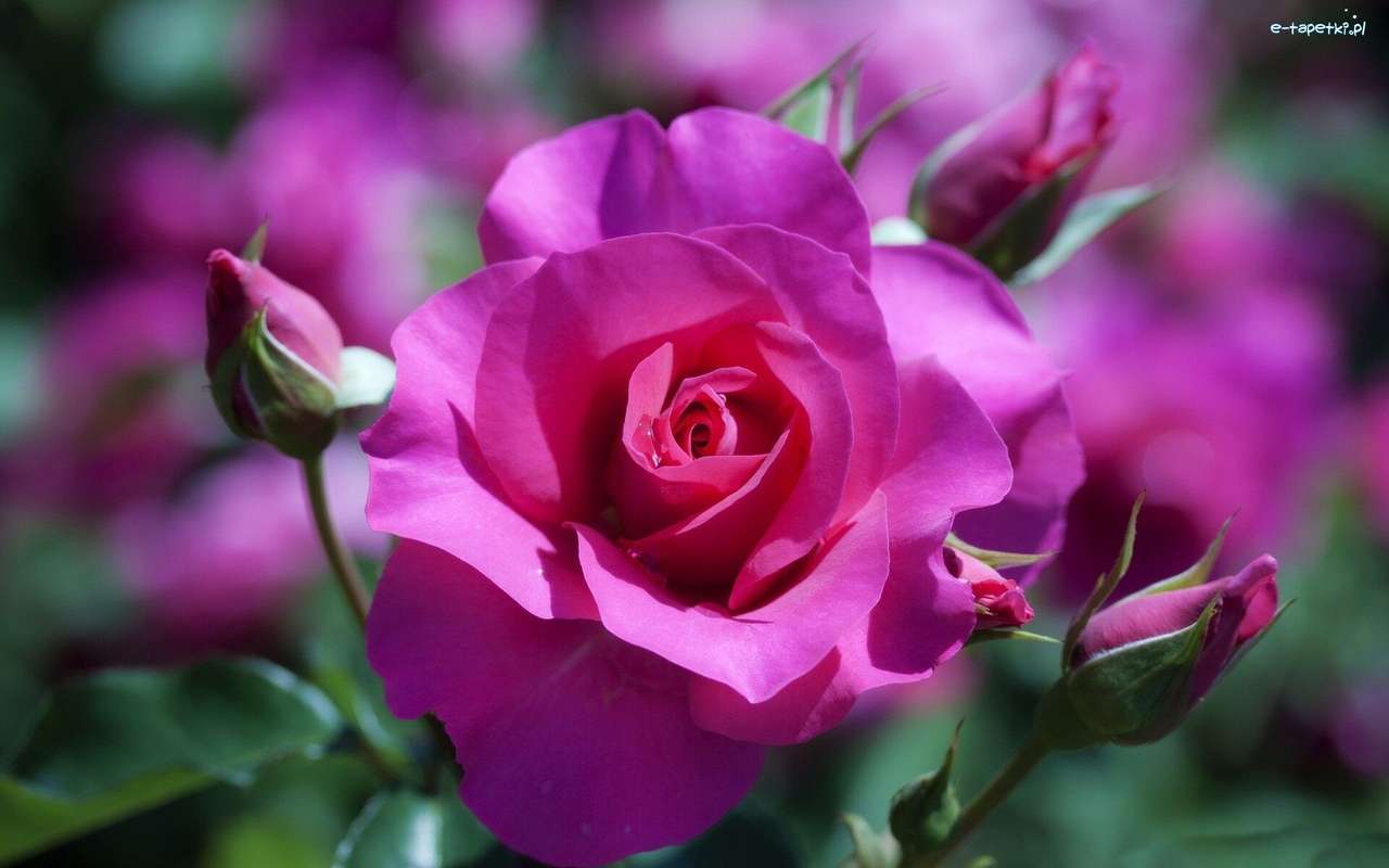 różowa róża puzzle online