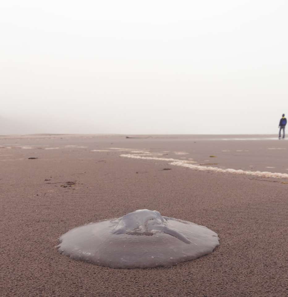 osoba w czarnej kurtce spaceru na brązowej, piaszczystej plaży puzzle online