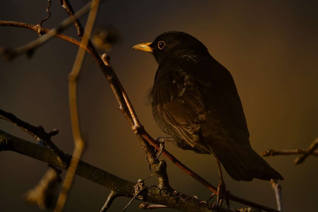 czarny ptak na brązowej gałęzi drzewa puzzle online