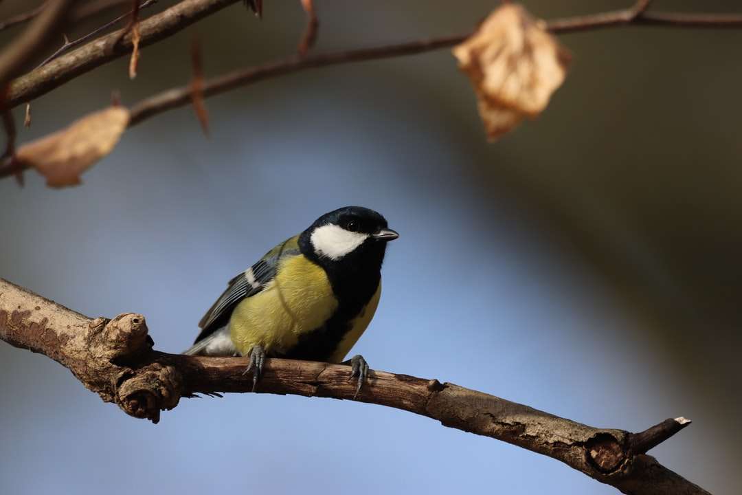 żółty czarno-biały ptak na gałęzi drzewa brązowy puzzle online