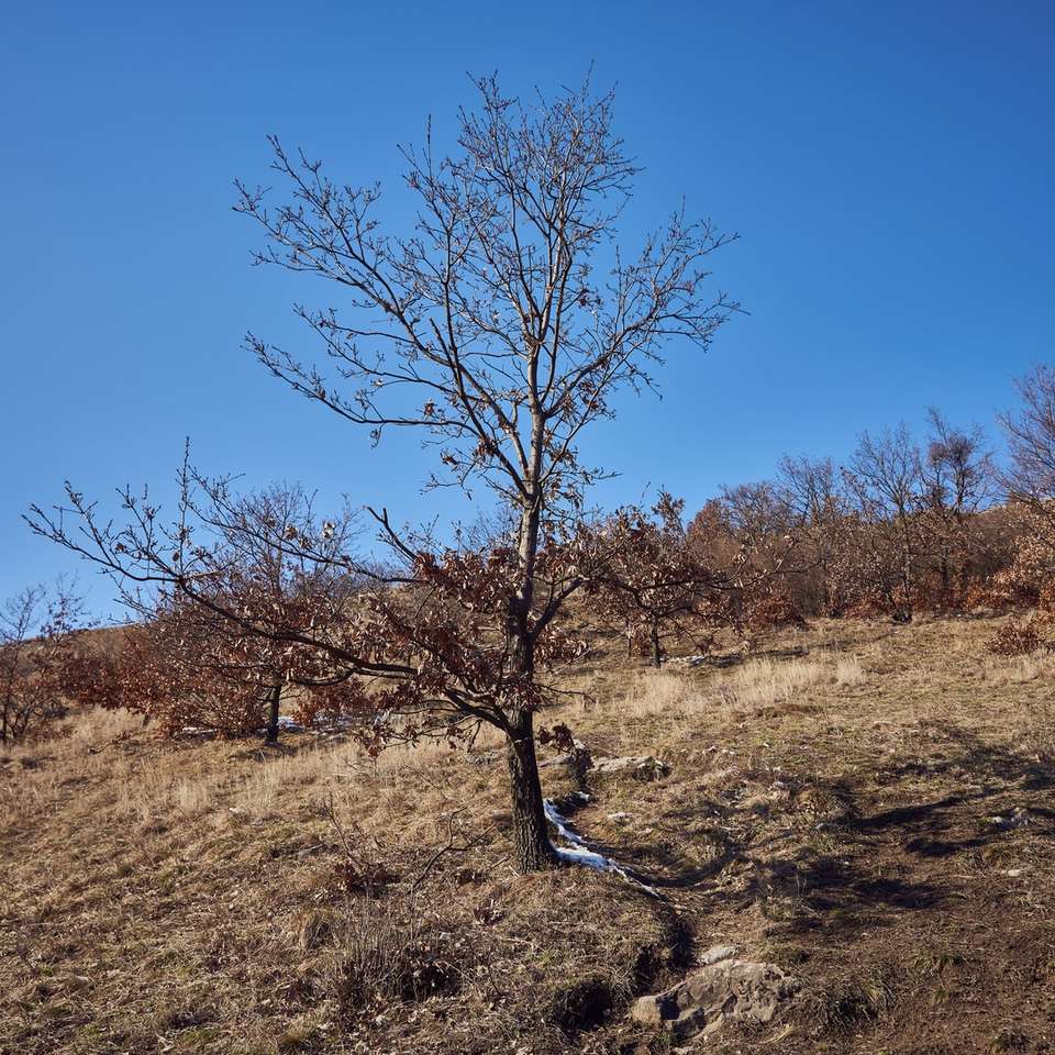 bezlistne drzewo na brązowym polu trawy pod błękitnym niebem puzzle online