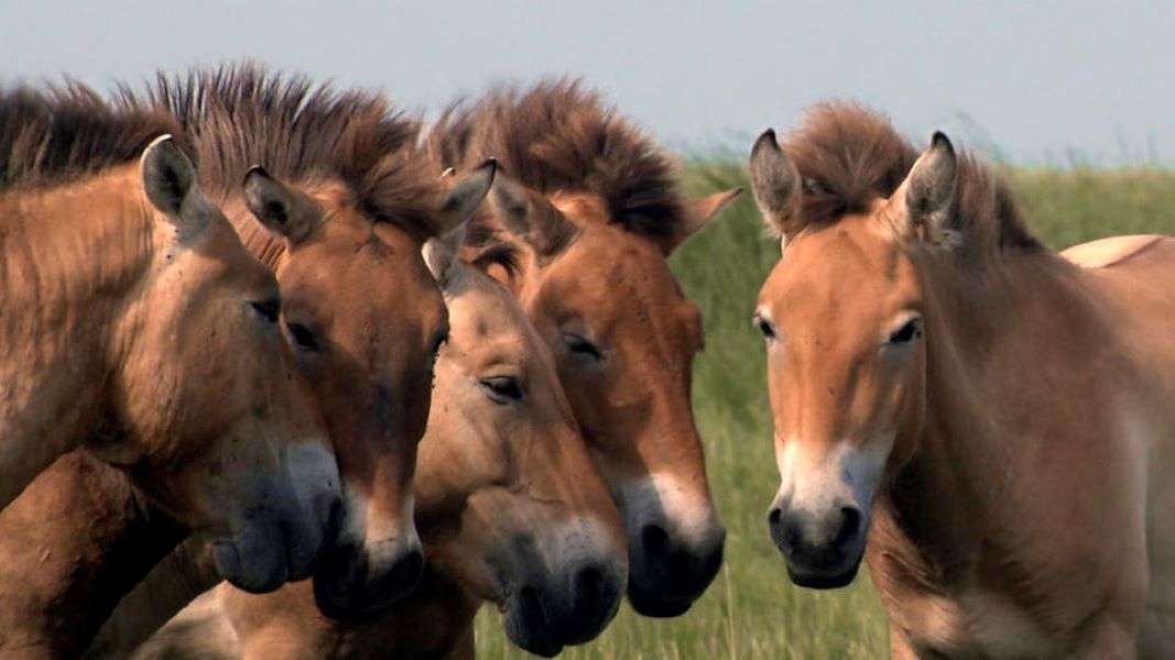 Dzikie konie Przewalskiego na węgierskim stepie puzzle online