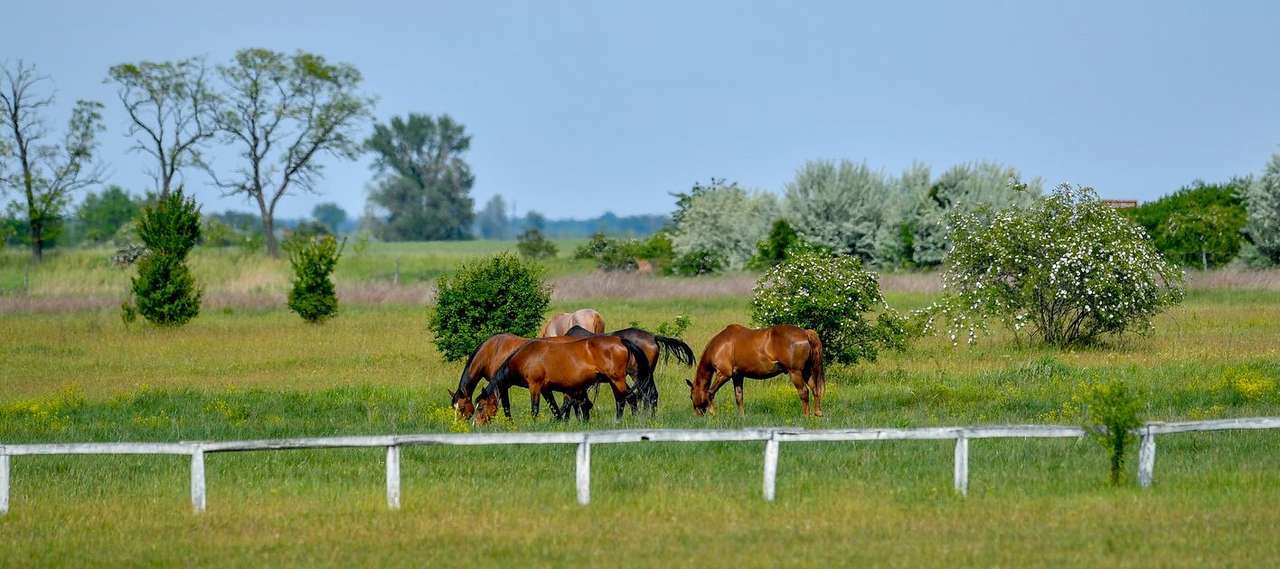 Konie w Węgierskim Parku Narodowym puzzle online