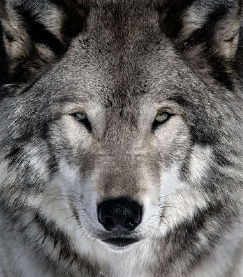 tajemniczy wilk we mgle puzzle online