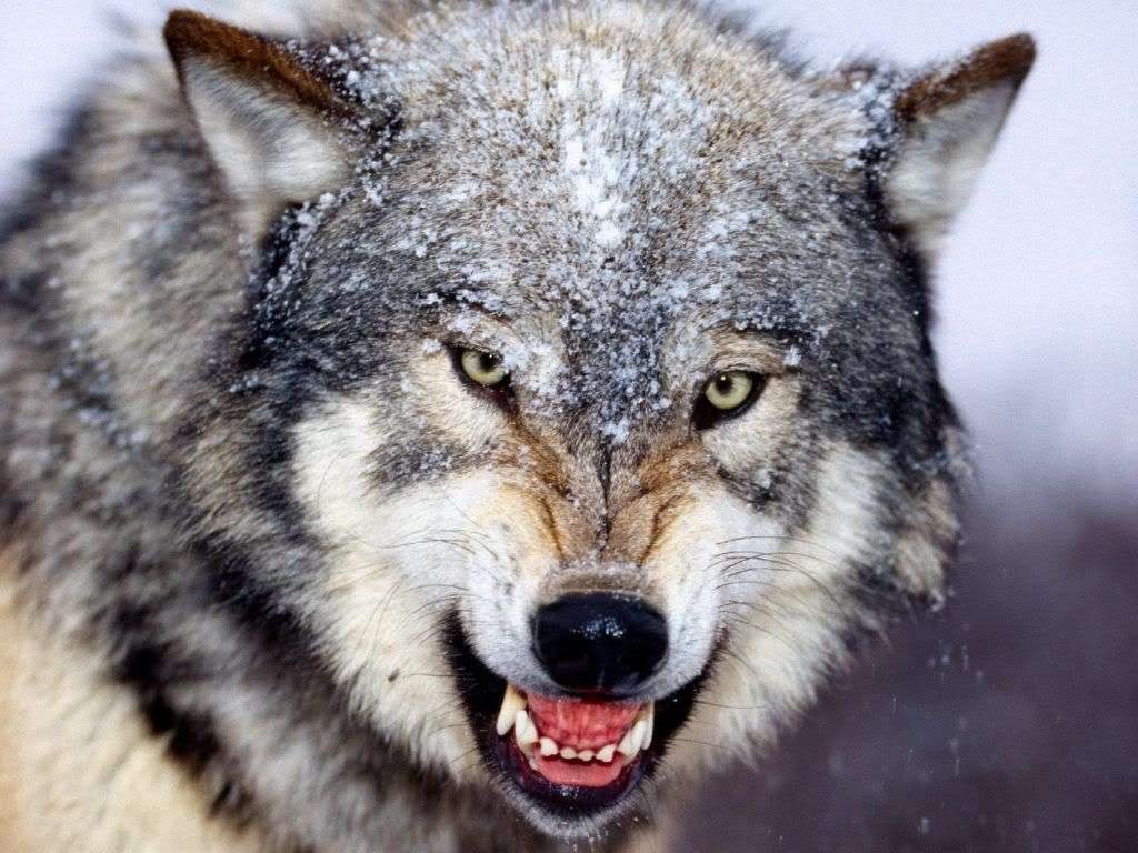 άγριος λύκος παζλ