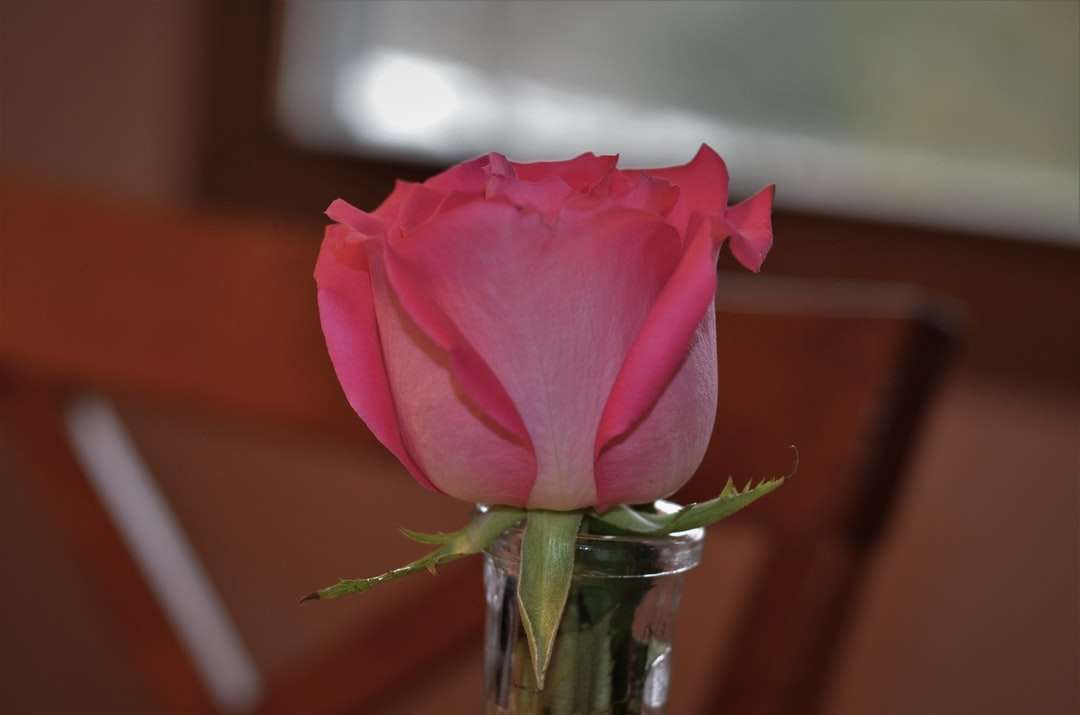 różowa róża w wazonie z przezroczystego szkła puzzle online