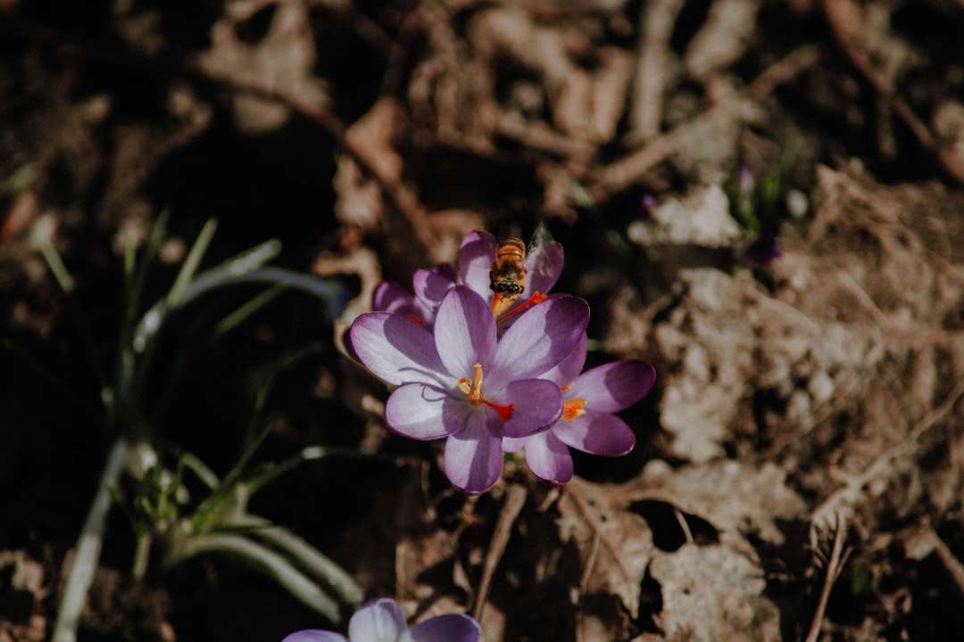 purpurowy kwiat na brązowej glebie puzzle online